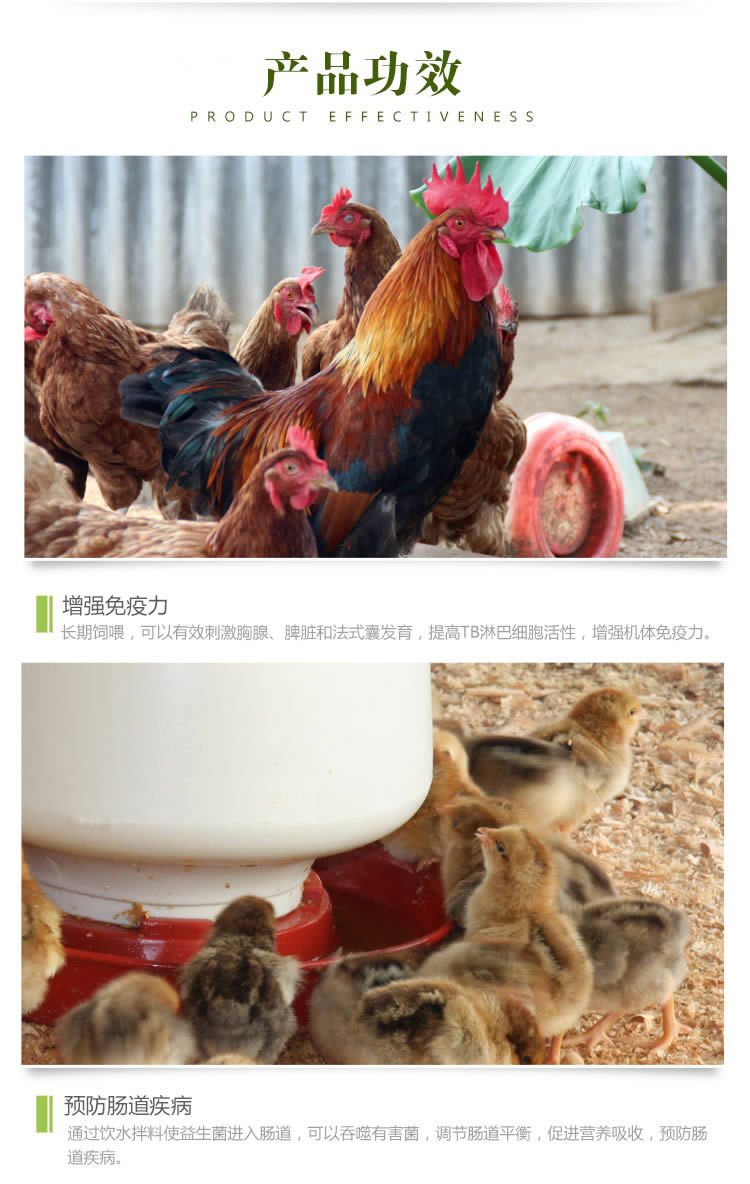 益生菌养鸡