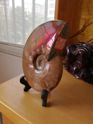 天然海螺化石斑彩螺摆件彩光螺风水大师推荐超强风水摆4号746