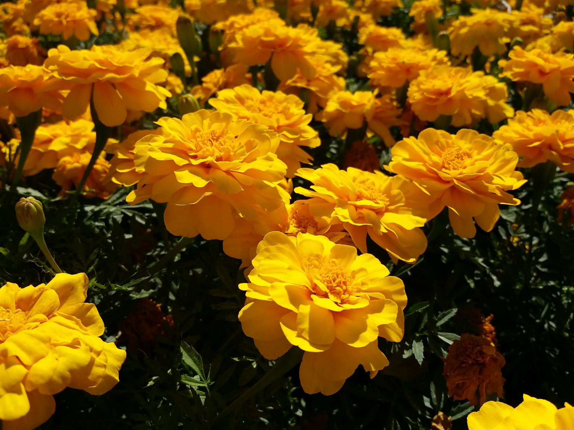 草本花卉孔雀草子种观赏花卉花海绿化景观阳台品种齐全量大从优