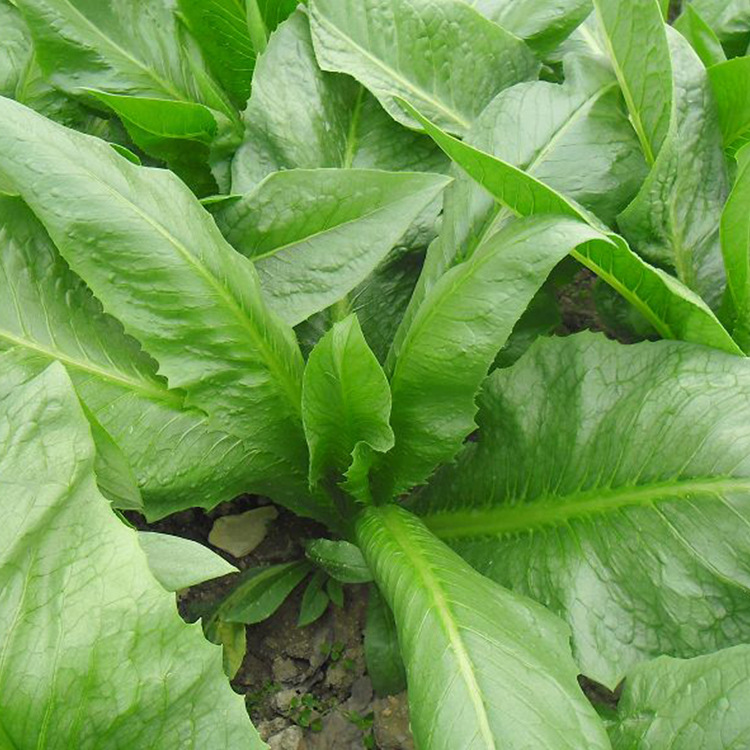 优种网 丰产一号甜麦菜种子5克