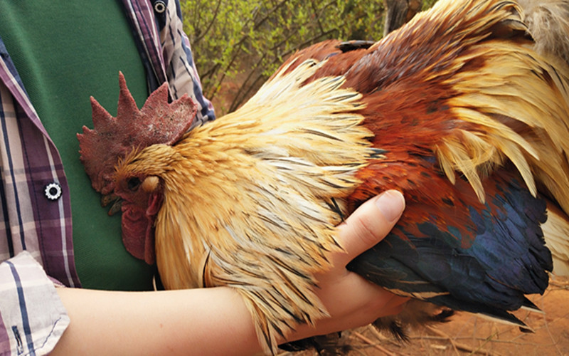 罗婺农业武定壮鸡 公鸡2.5-2.8kg一只起售顺丰包邮现杀现卖