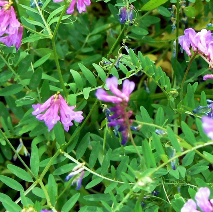 果园绿肥种子光叶紫花苕长柔毛野豌豆毛苕子养蜂蜜源植物牧草草籽