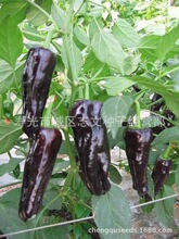 100粒包邮蔬菜种子黑辣椒种 紫尖椒 黑辣椒种子