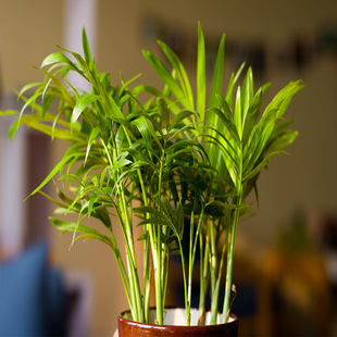 袖珍椰子 袖珍竹 袖珍棕 秀丽竹节椰 室内迷你常绿小盆栽