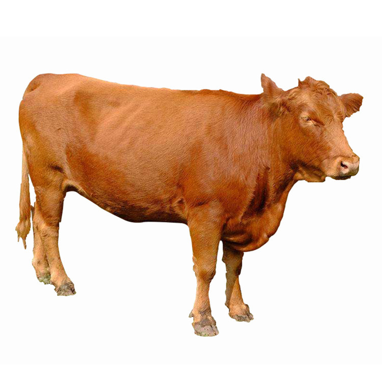 改良肉牛市场行情 改良肉牛育肥牛价格 改良肉牛养殖利润-阿里巴巴