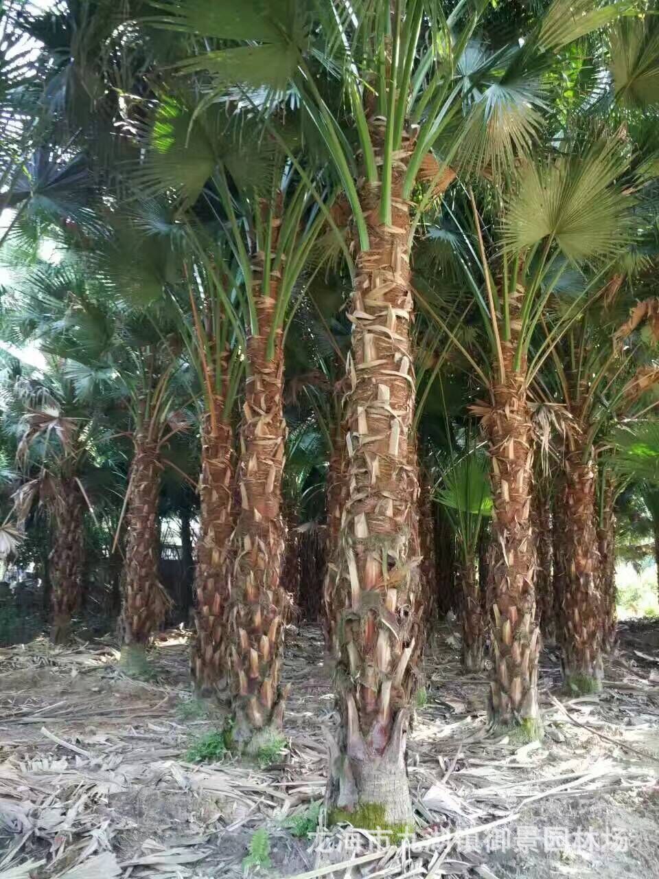 福建高杆蒲葵价格 福建蒲葵批发 福建蒲葵树供应 高杆蒲葵报价