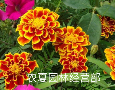 厂家直销优质草本花卉孔雀草种阳台绿化景观花卉品种齐全量大优惠