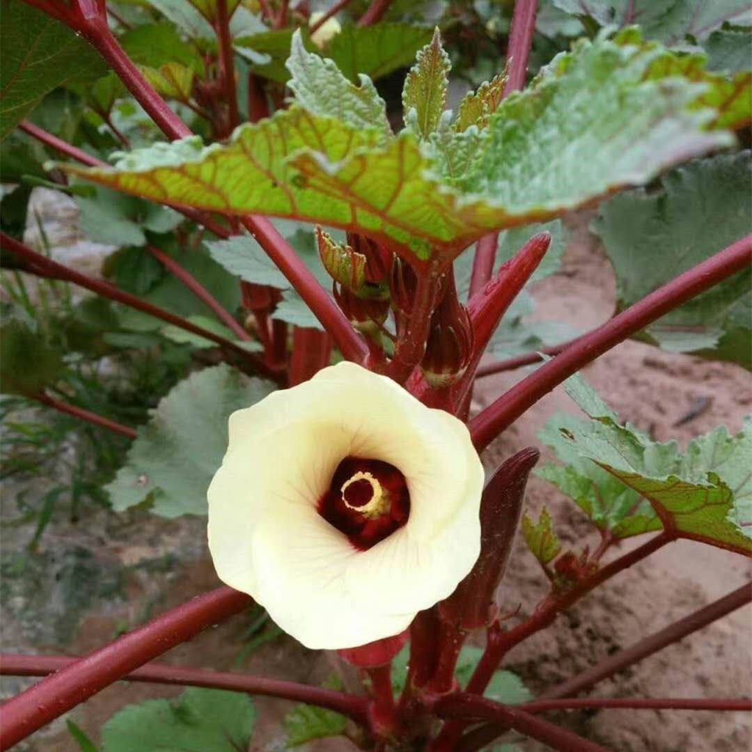 批发新鲜蔬菜酒店特色菜鲜嫩红秋葵红香葵 非黄秋葵 100斤起-阿里巴巴