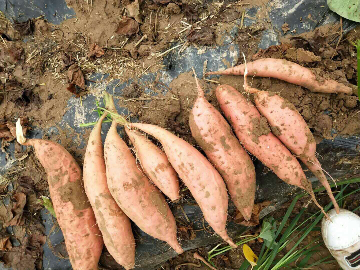 山东现挖新鲜红薯 龙薯九红薯蜜薯 电烤红薯 批发龙薯九号红薯