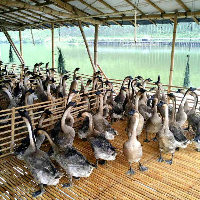 【供应】鹅棚去除臭味用什么产品可去除臭味还能达到环保的要求