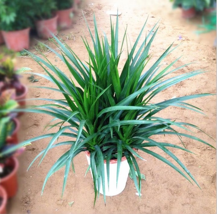 龙须树多头龙血树铁树苗盆栽大型客厅室内四季常青绿植物花卉盆景