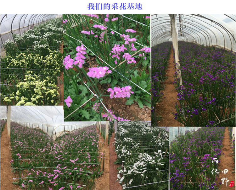 勿忘我干花花束永生花家居摆设礼盒友情送礼满天星云南干花批发