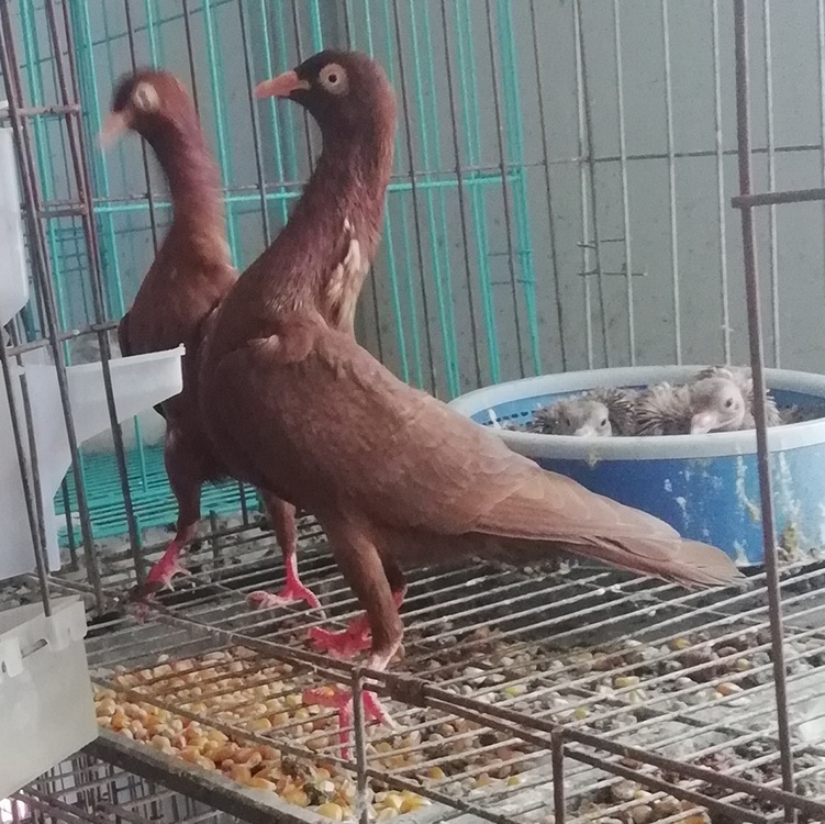 长颈鹿鸽子价格 红色长颈鹿种鸽 长颈鹿青年鸽 马耳他价格