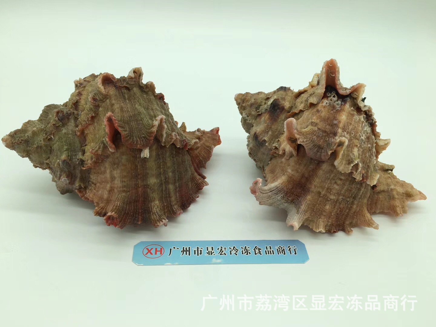 大西洋进口海螺 熟冻狮子螺 大海螺100-300克/只 肉质肥美 10kg箱