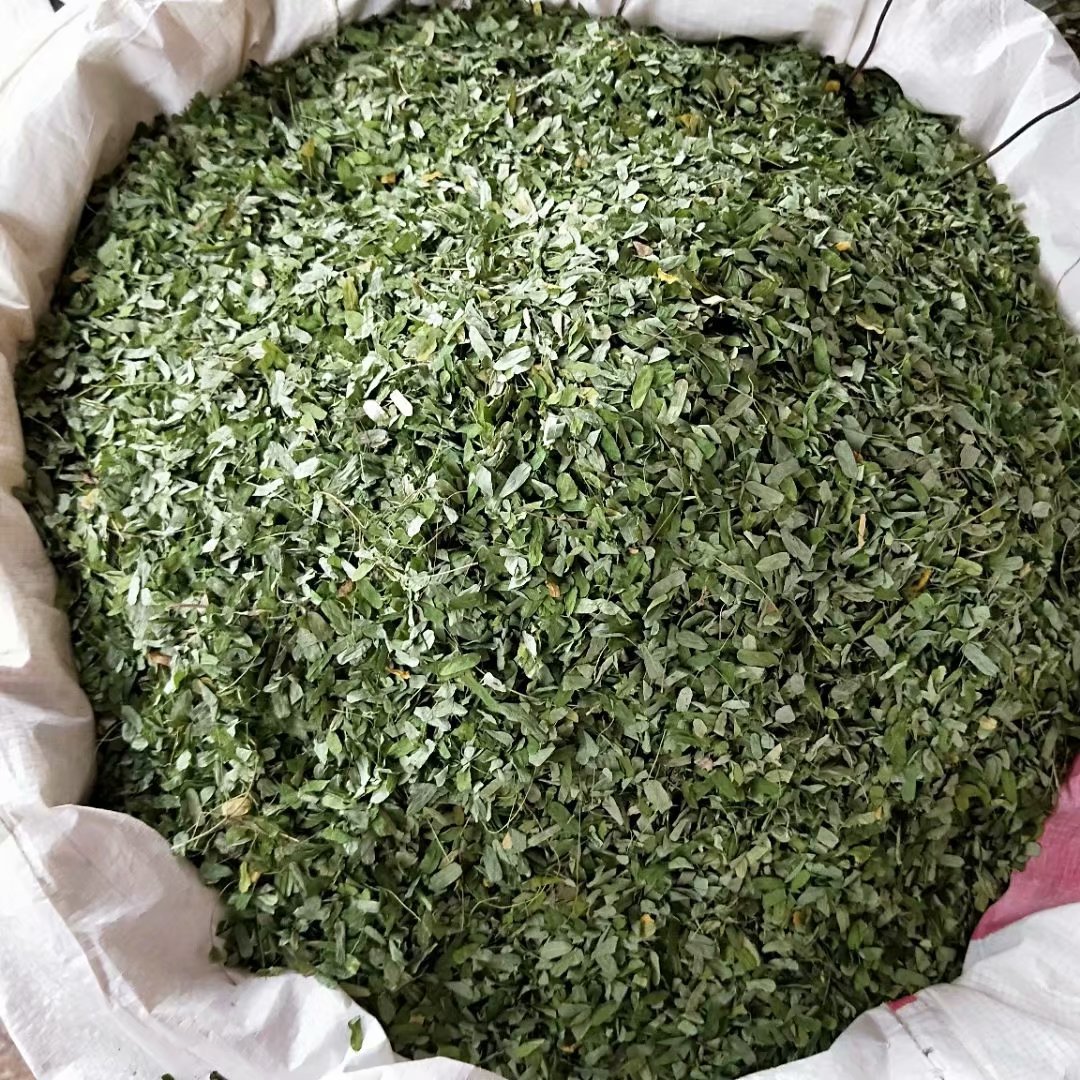 批发相思叶 相思藤叶 颜色青绿 每件500克