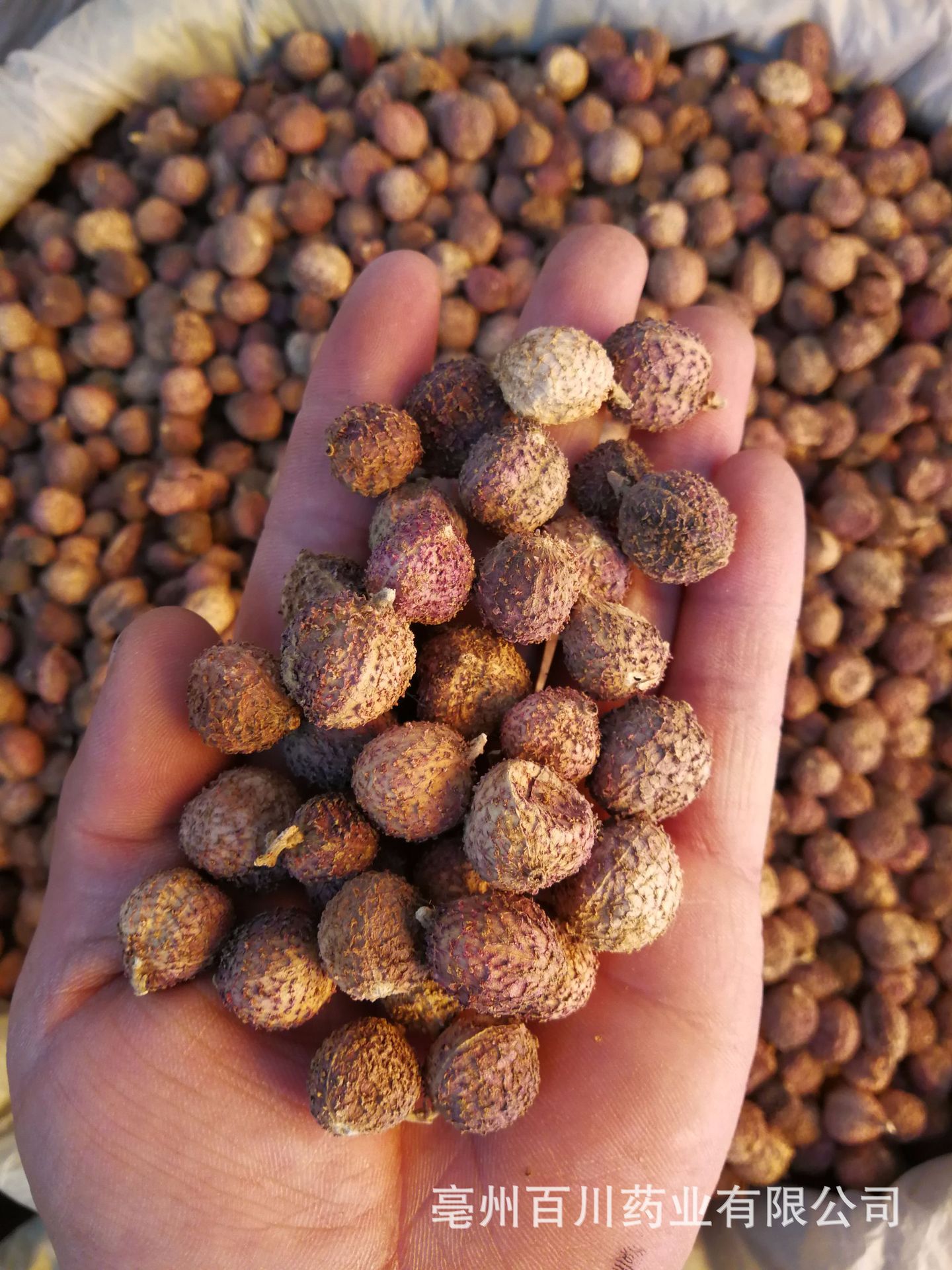 砂仁 阳春砂仁 1000g 广东阳春春砂仁 实物拍照 15日内无条件退换