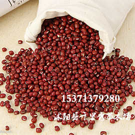 批发红小豆种子芽苗菜种子红赤小豆红豆红赤豆小豆 营养丰富