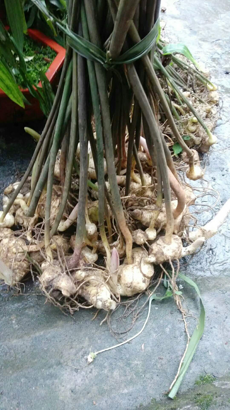 野生黄精 带根成活率高 基地直销 详询旺旺