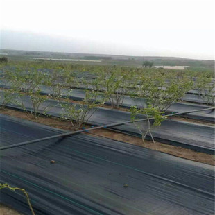 农用果园黑色园艺地布防草布除草无纺布保湿地布大棚专用 编织布
