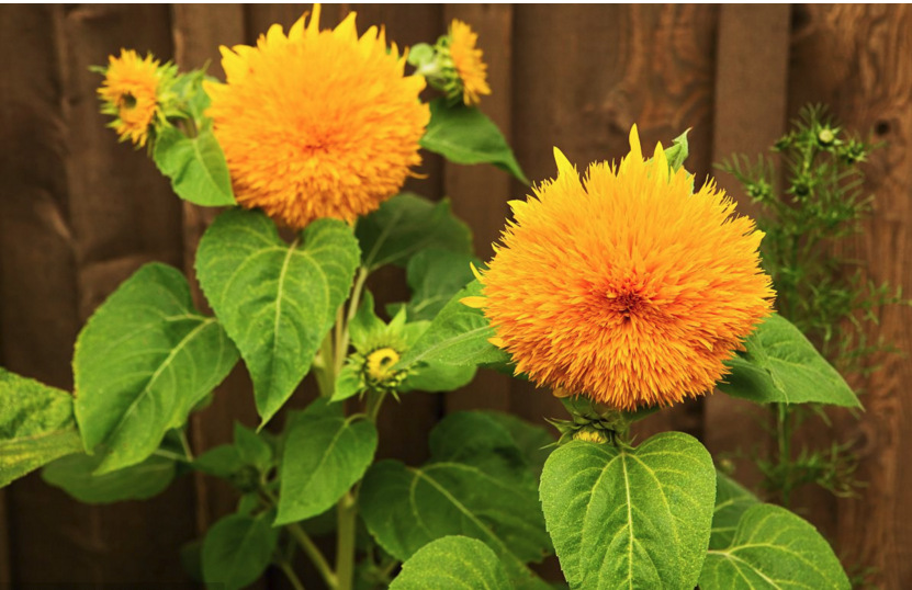 玩具熊向日葵:自带光环的花界萌宠 - 阿里巴巴商友圈