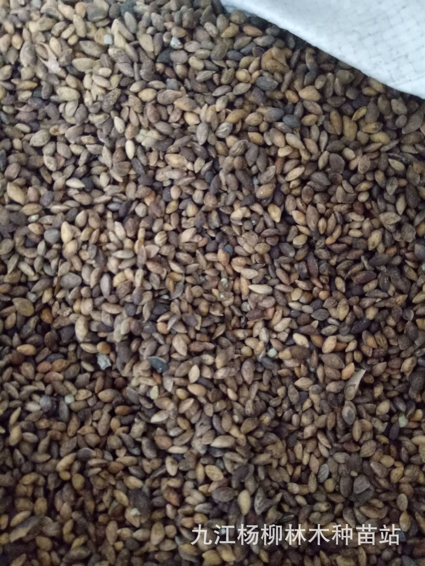 供应新采马尾松种子 马尾松子 湿地松 黑松等松树种子价格