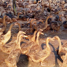 新鲜冷冻麻鸭40斤 鸭翅 新鲜冷冻鸭子自然养殖烧烤食材批发