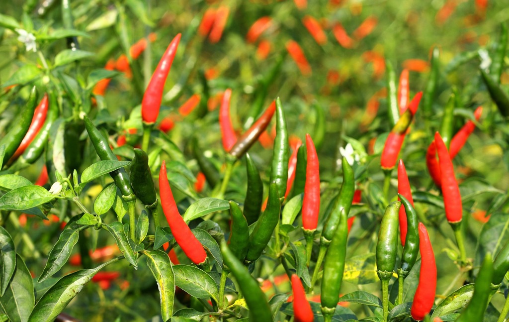【朝天椒种子】小果型单生朝天椒 辣味强 干制辣椒品种 丰产