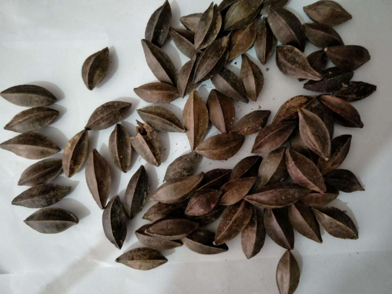 飒枫中药材 使君子/留求子/史君子/五棱子 大货批发 厂家直销