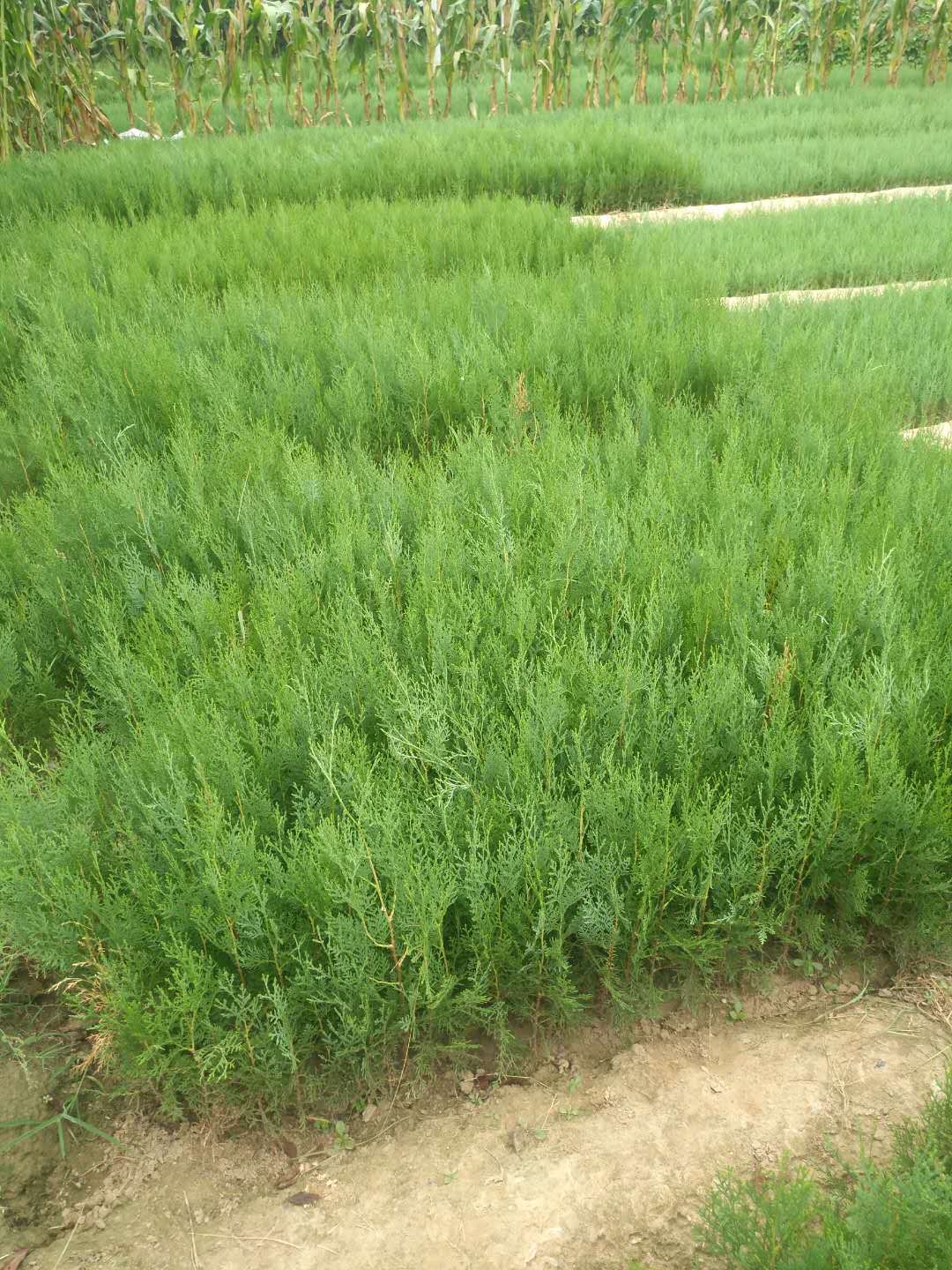 侧柏树 侧柏 扁柏苗 荒山绿化侧柏苗