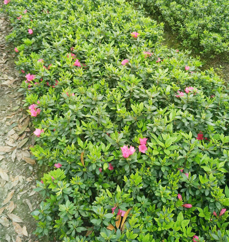 毛杜鹃花 一季开花 工程苗木 露地栽培 园林绿化 花卉批发