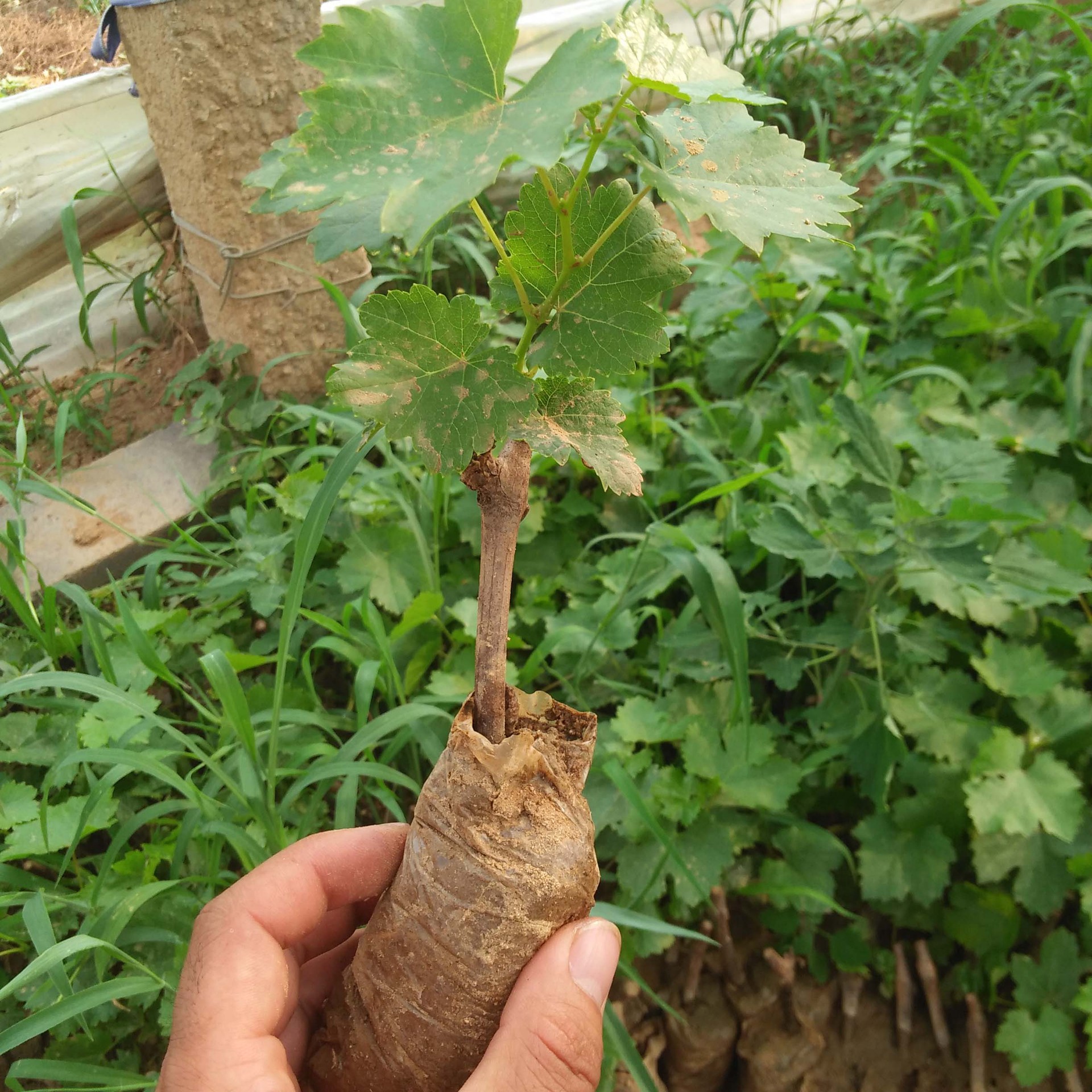 葡萄苗批发 新品种葡萄苗 多种规格品种多 1-3公分葡萄苗