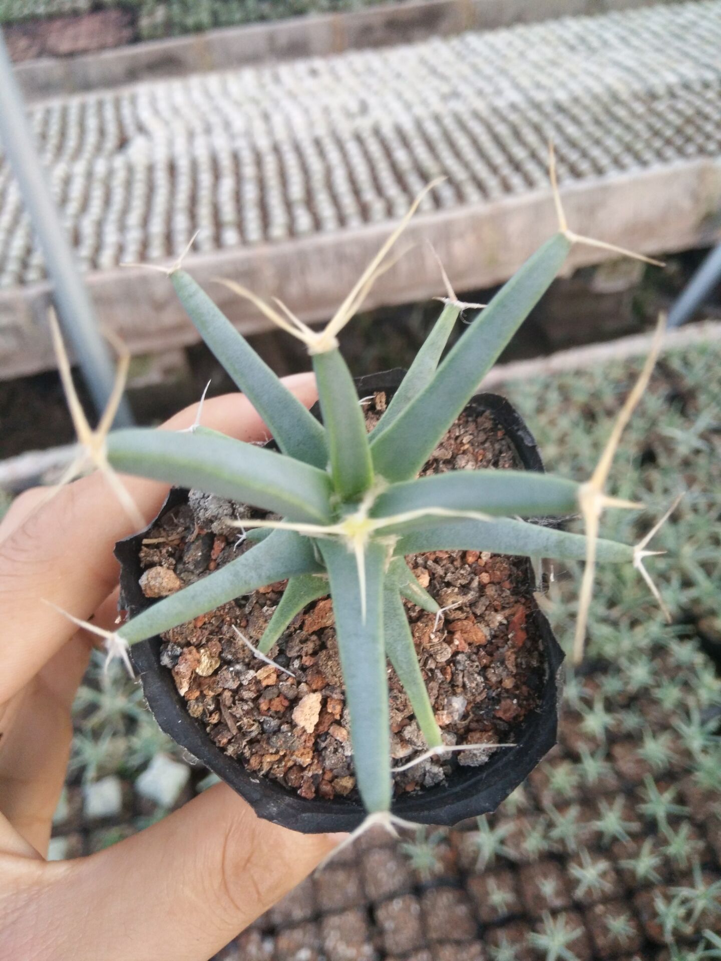 四大名球之一,光山实生5-6m仙人掌仙人球批发办公室内绿植盆栽