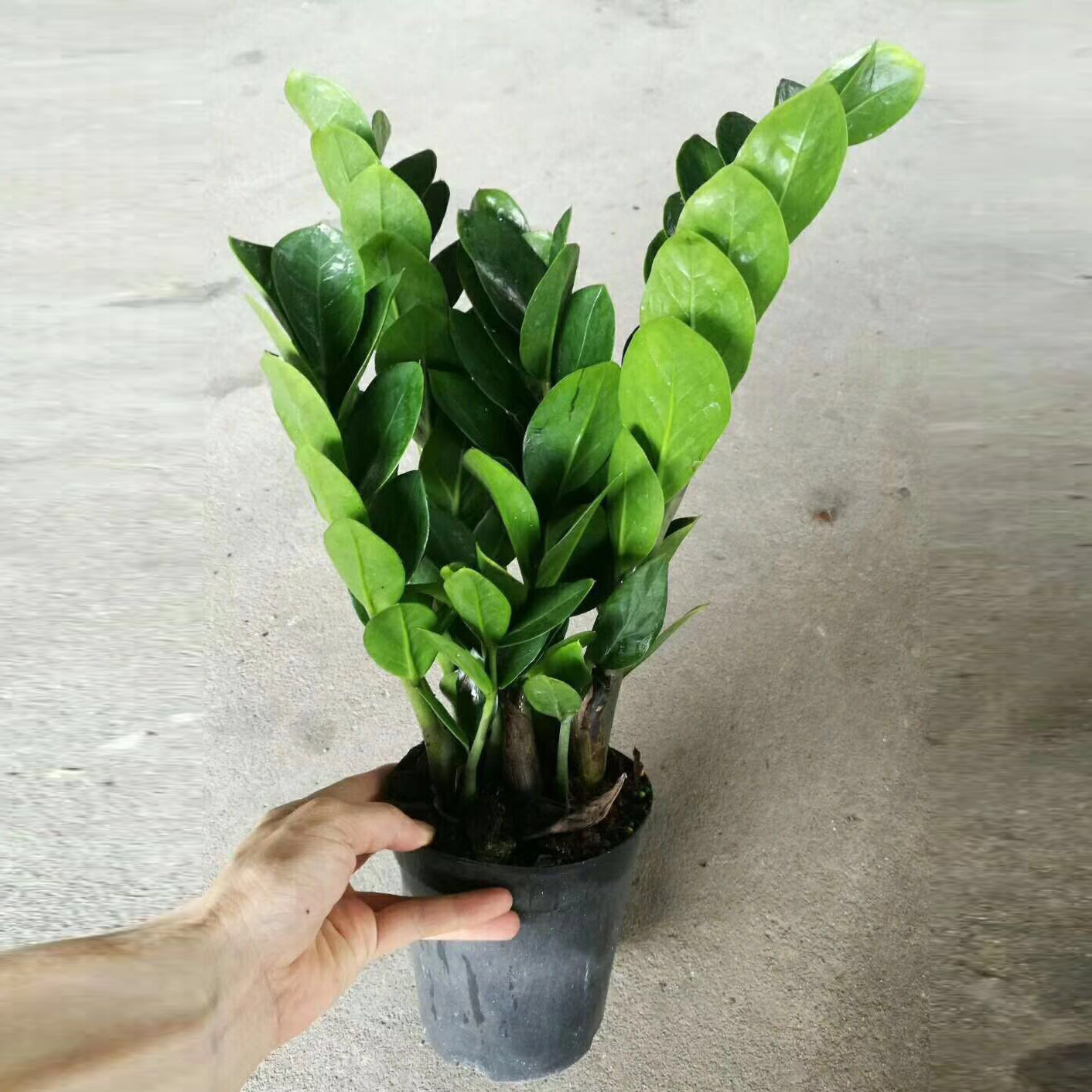 乐竞全站app登录app阿图尔转会烽烟复兴，罗马与那不勒斯两大意甲权门打算报价(阿图尔转会尤文图斯)