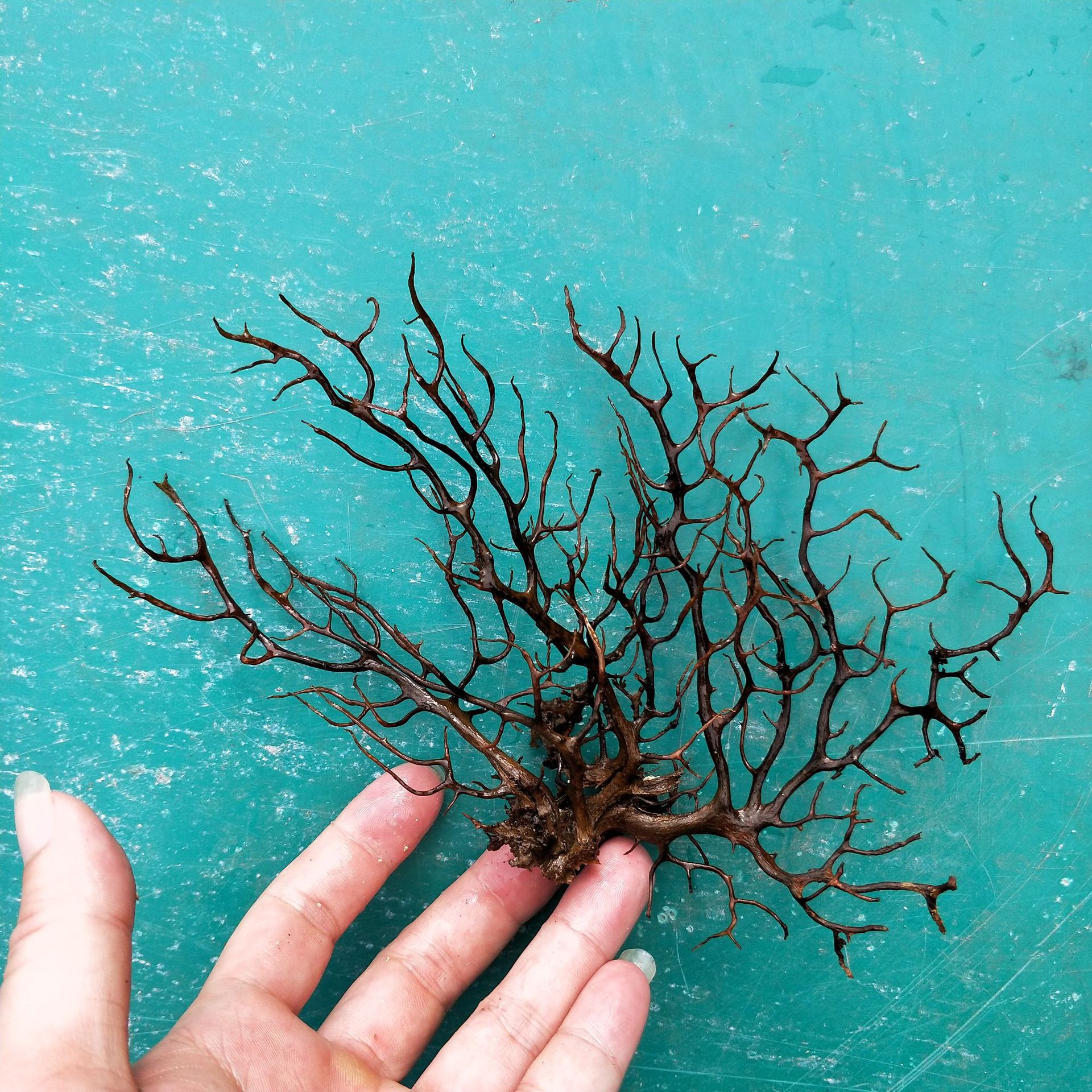 天然海树 菲律宾海铁树 天然贝壳海螺 微景观工艺批发 画框海树