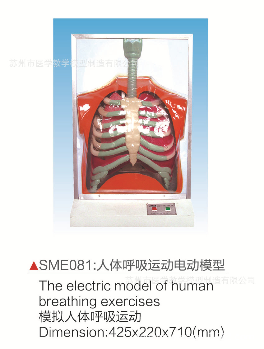 sme081人体呼吸运动电动模型
