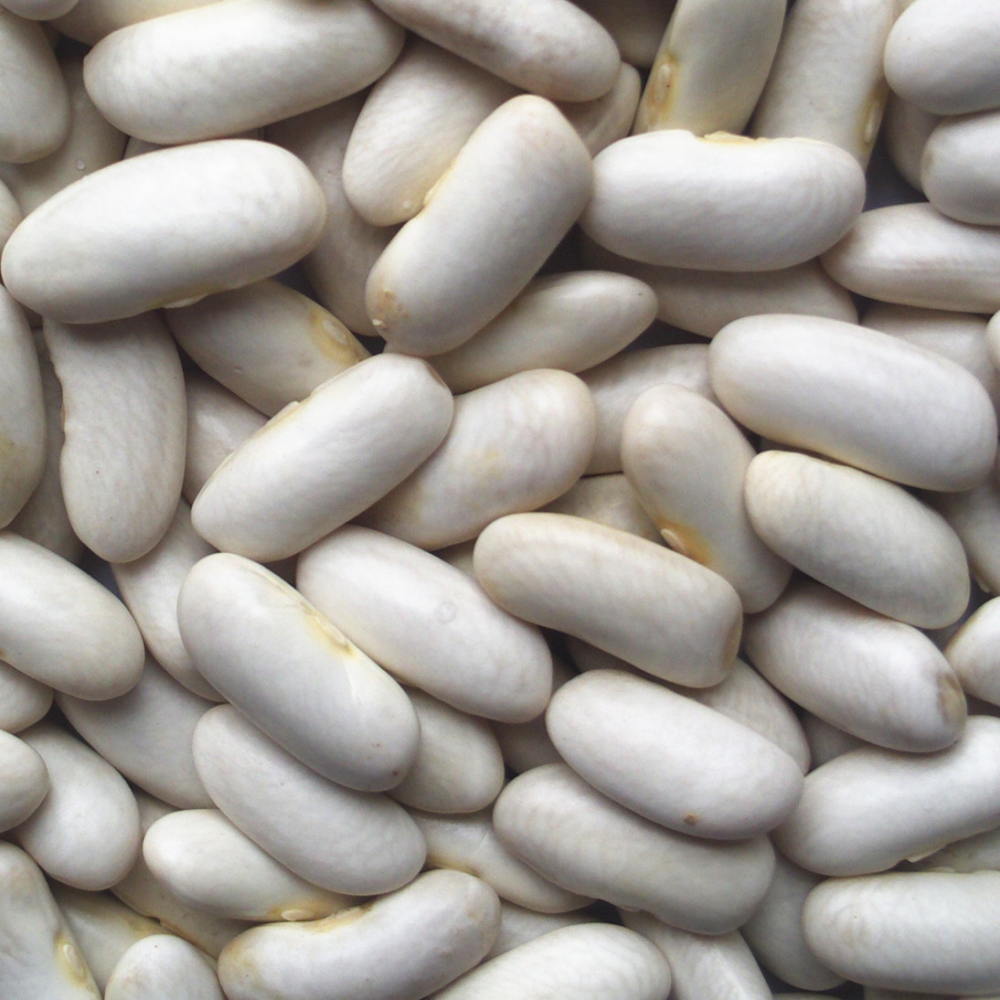 云南特产中白芸豆 长型白芸豆 白腰豆 白扁豆 菜豆肾豆 杂粮