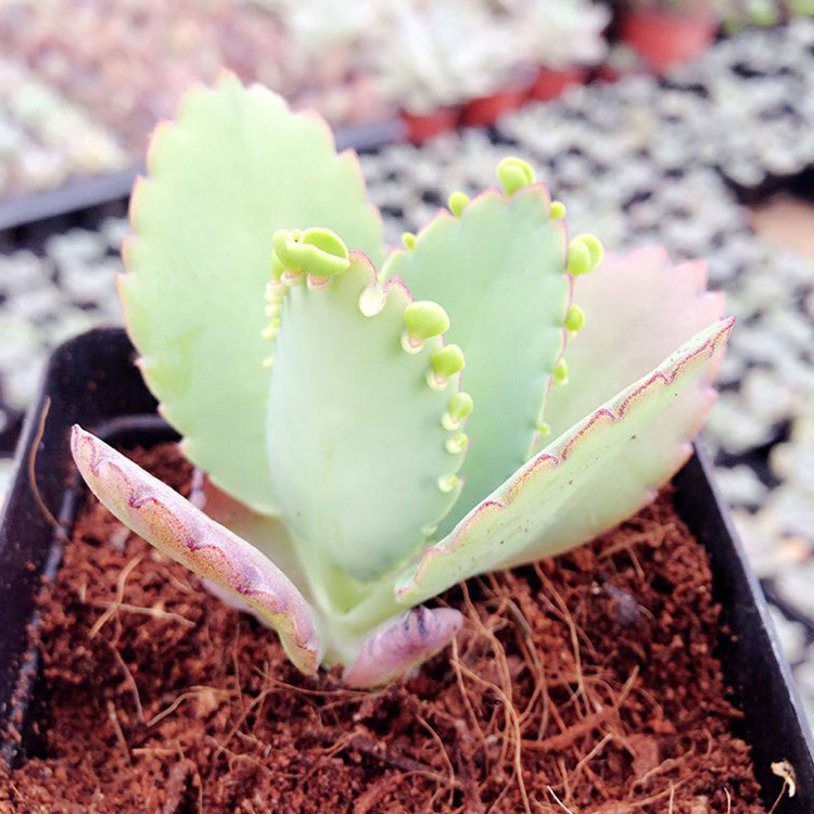 蕾丝公主办公室桌面盆栽多肉植物花卉多肉花苗