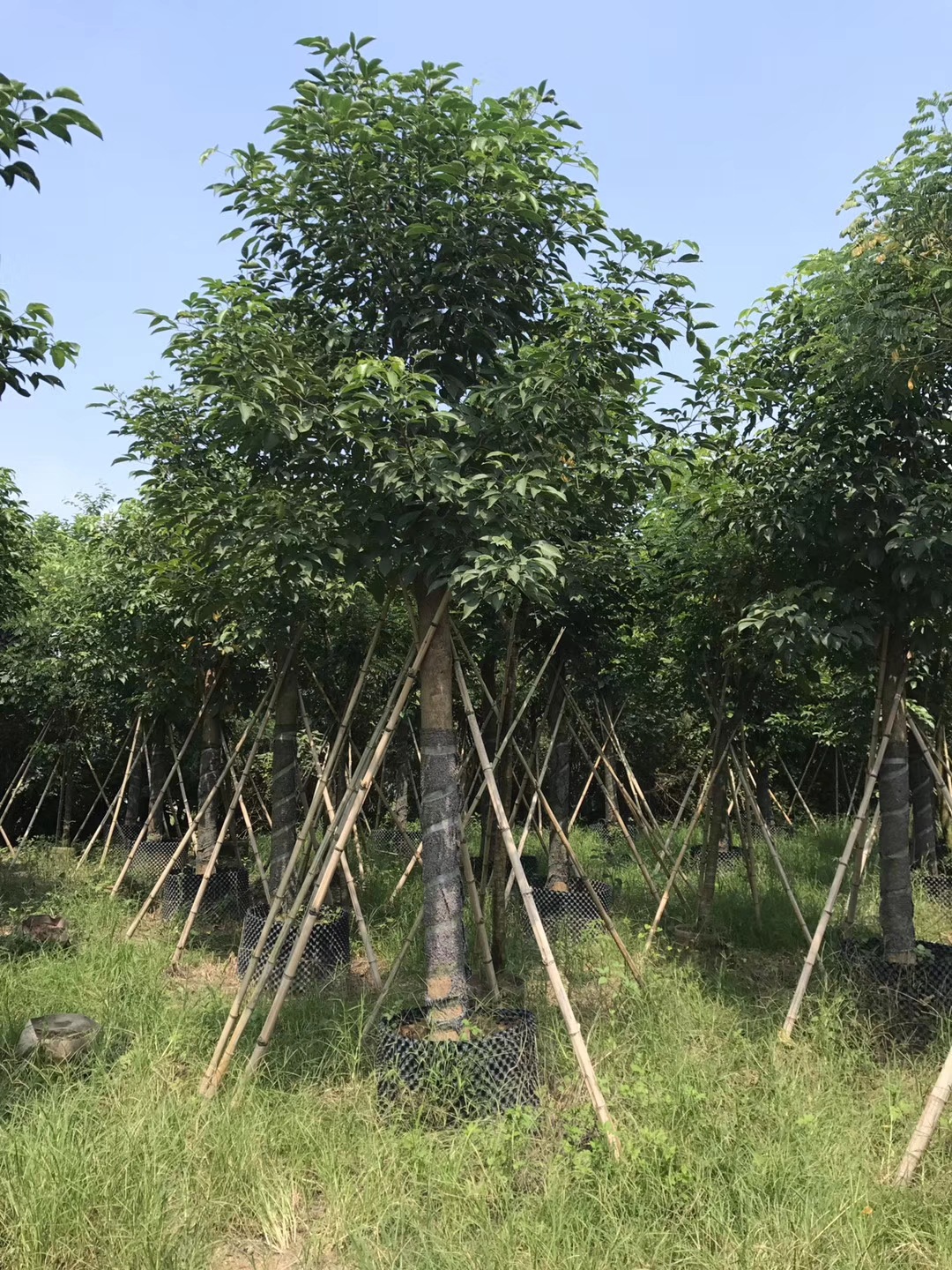 重阳木秋枫移植苗农户直销优惠多多基地批发