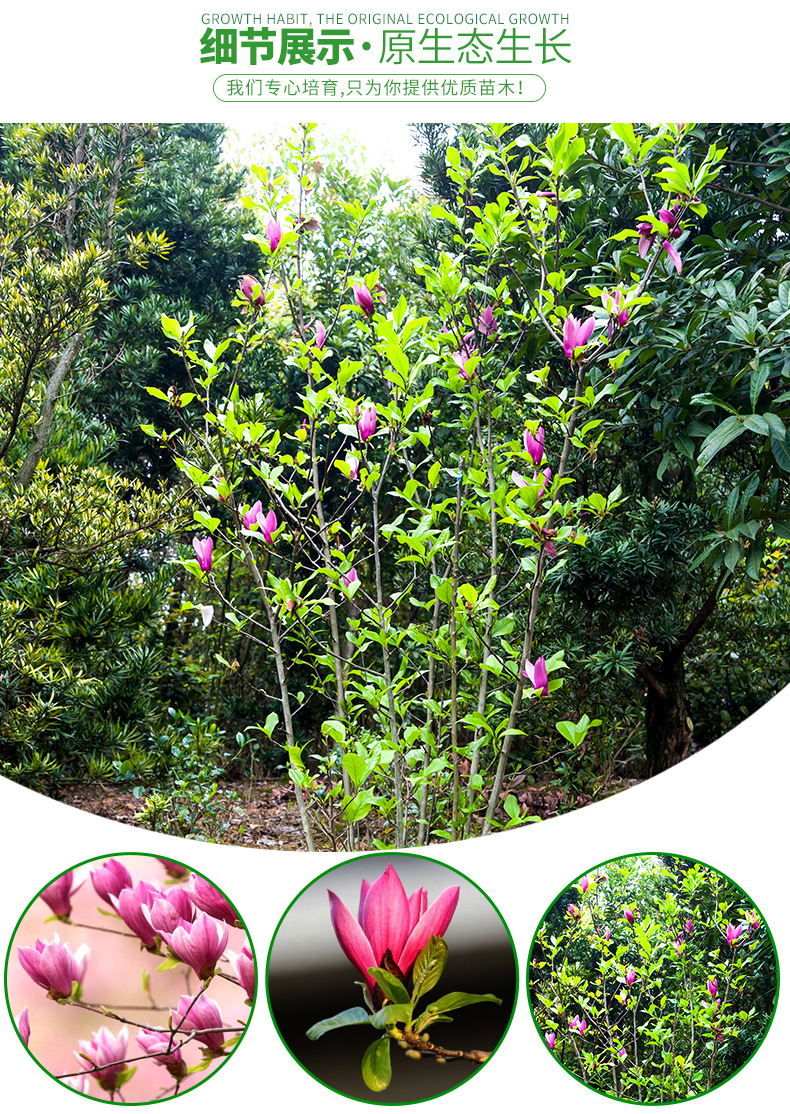 丛生紫玉兰红花玉兰园林庭院观花植物紫玉兰苗木苗圃直销