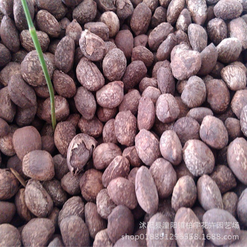 油桐种子 油桐树种子 桐油树种子 桐子树光 桐木油树 新采 易种植