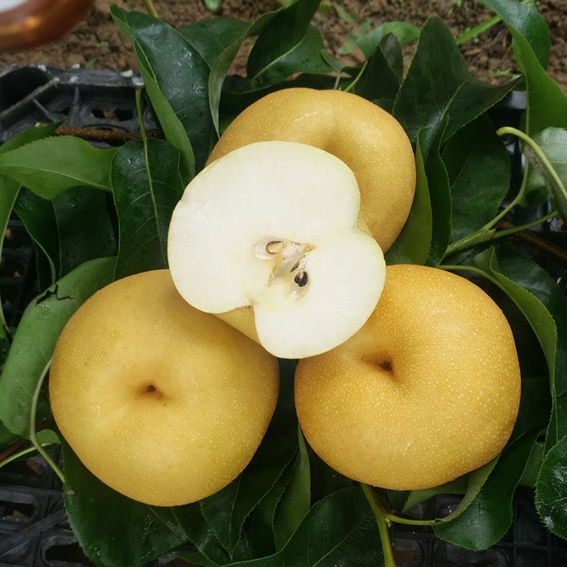 山东莱阳丰水梨梨 新鲜梨子汁水丰富当季时令新鲜水果产地直发