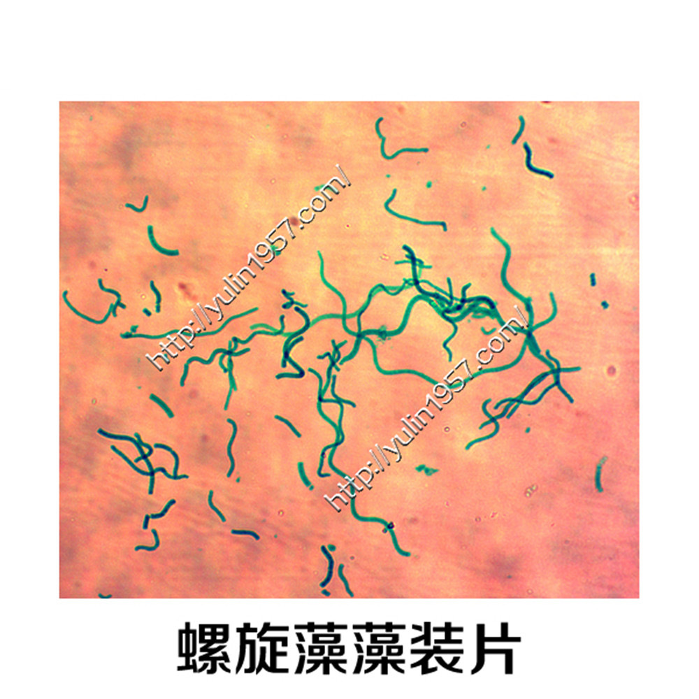 生物实验切片 植物切片 念珠藻装片