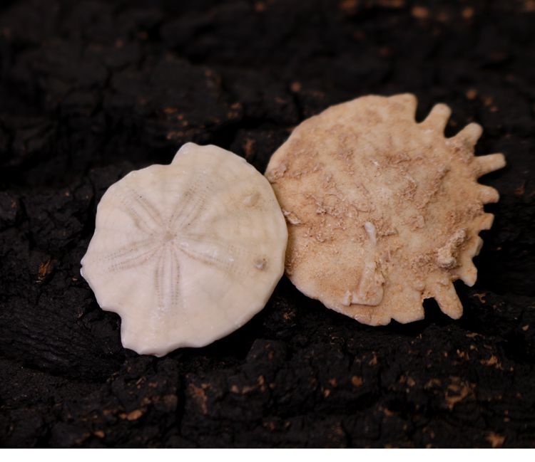 天然古生物海胆化石棘皮动物化石摩洛哥海胆化石教学标本科普收藏