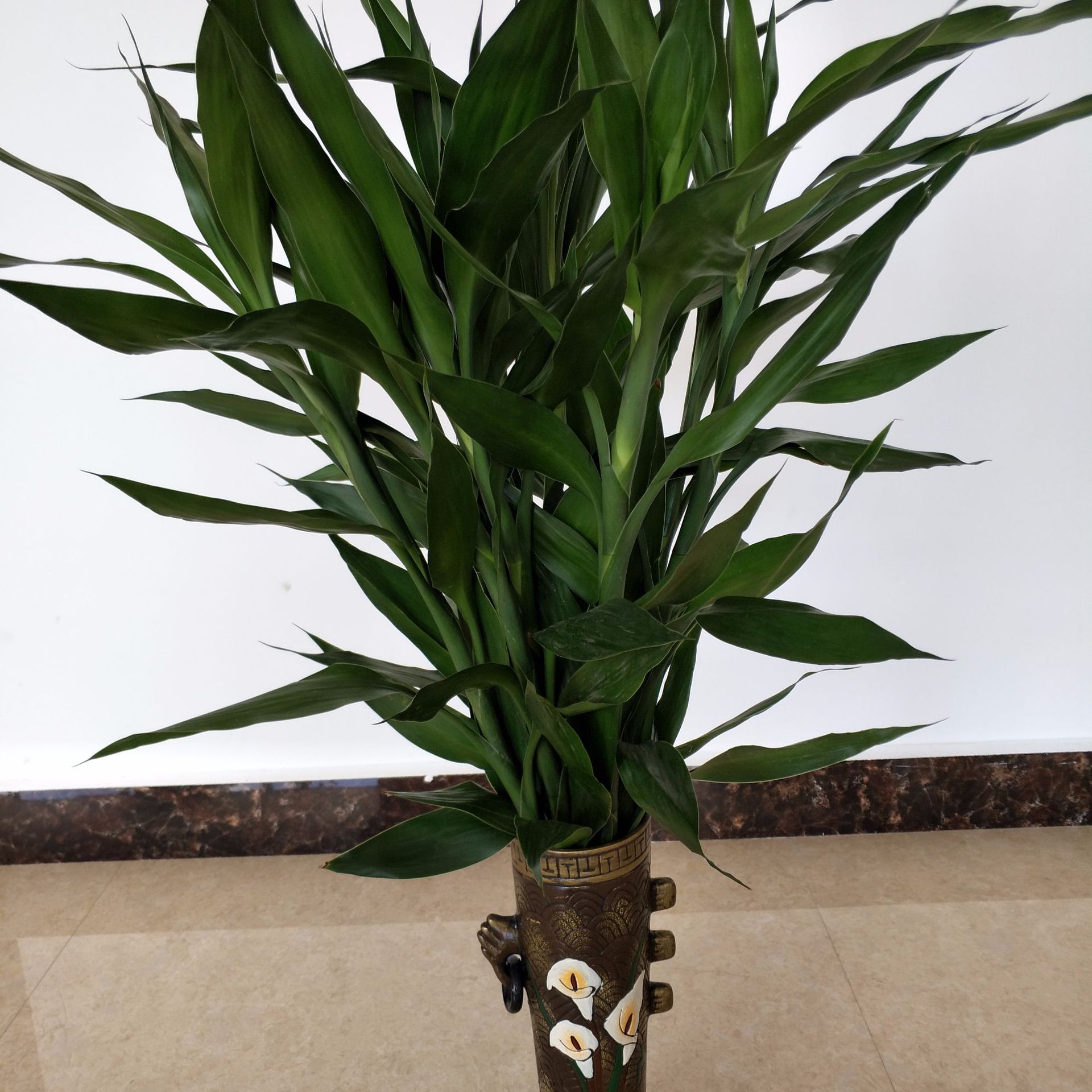 富贵竹 四季水培植物 好运竹 节节高 装饰绿植 10枝装包邮