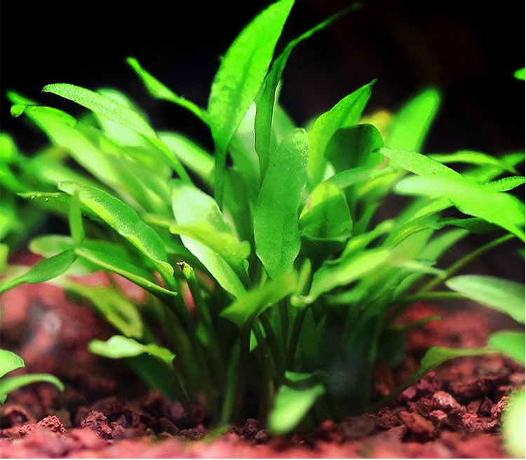 鱼缸活体水草椒草咖啡椒青椒椒榕绿温蒂椒中前景水草懒人好养批发