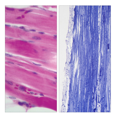 厂家直销生物玻片教学用切片标本结构清晰染色鲜艳骨骼肌切片标本