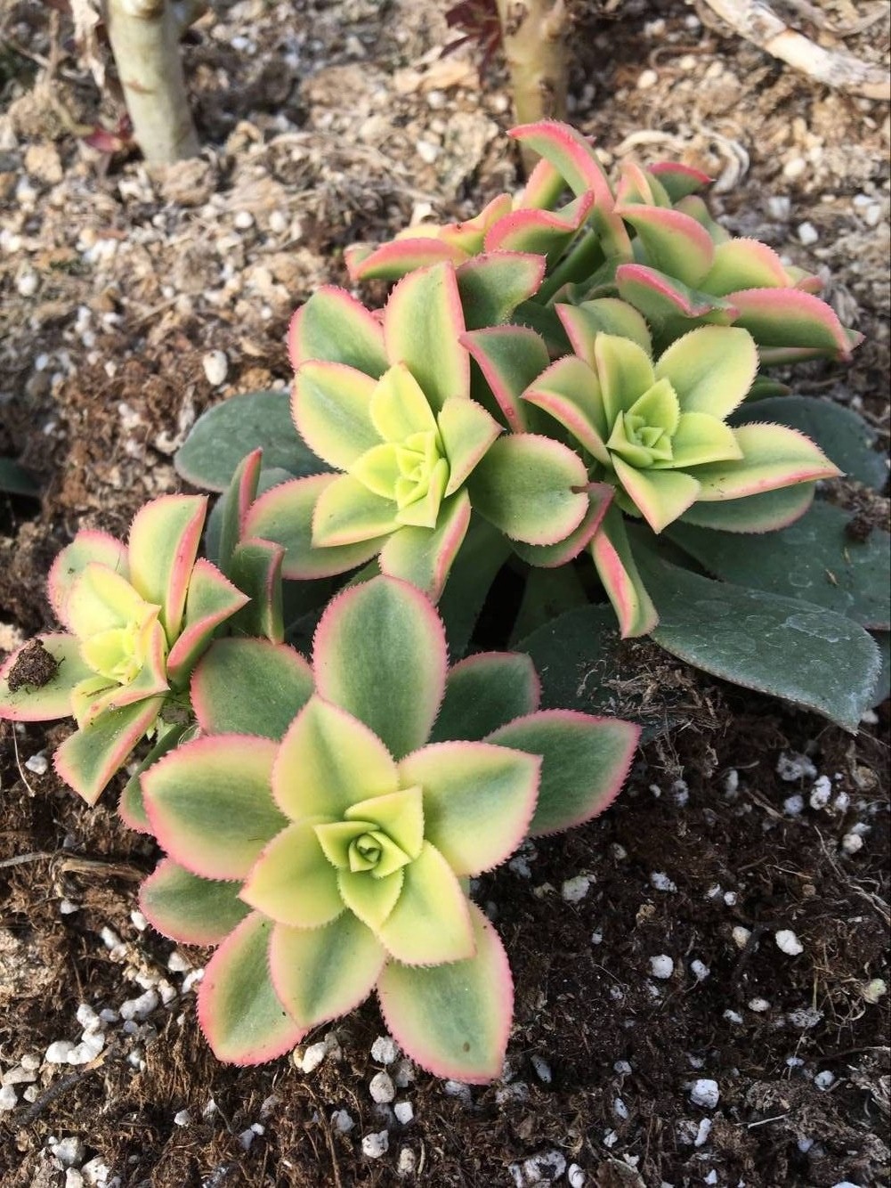 天羽多肉 砍头苗 艳日辉 批发多肉植物