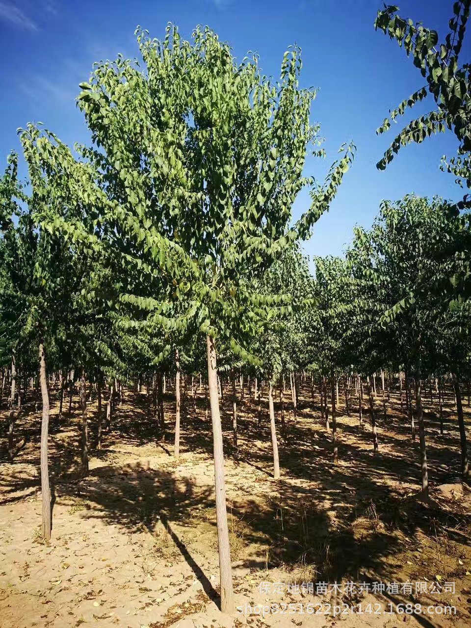 产地销售 绿化苗木 丝棉木 3-20公分 丝棉木 秋季出售 量大价优