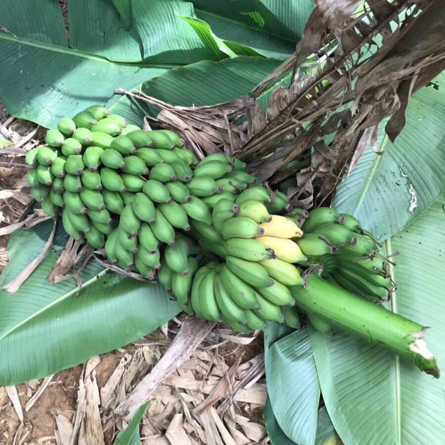 供应小米蕉香蕉海南芭蕉现摘现发无催熟剂5斤包邮