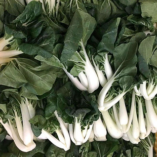玉白一号/农普奶白菜种子 四季早熟小青菜叶菜耐热盆栽蔬菜
